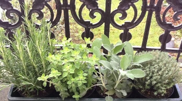 Adventures in Urban Gardening: Part I