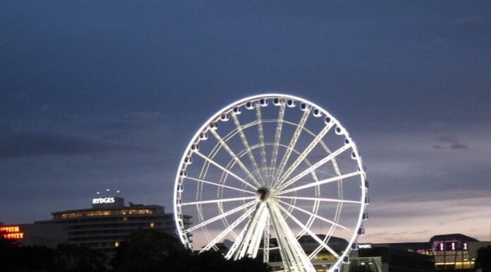 Koala Love in Brisbane