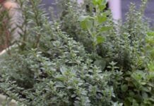 Adventures in Urban Gardening: Learning from my Plants