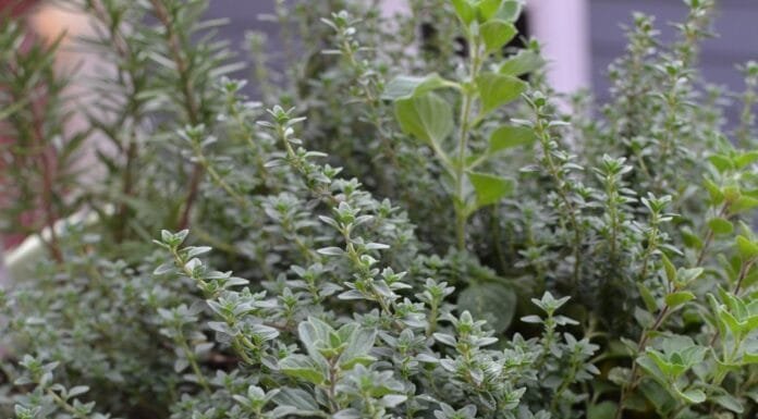 Adventures in Urban Gardening: Learning from my Plants