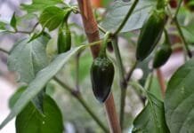 Adventures in Gardening: Preserving