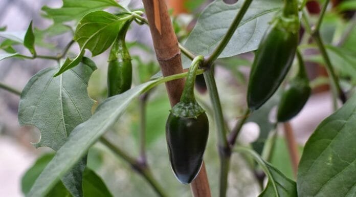 Adventures in Gardening: Preserving