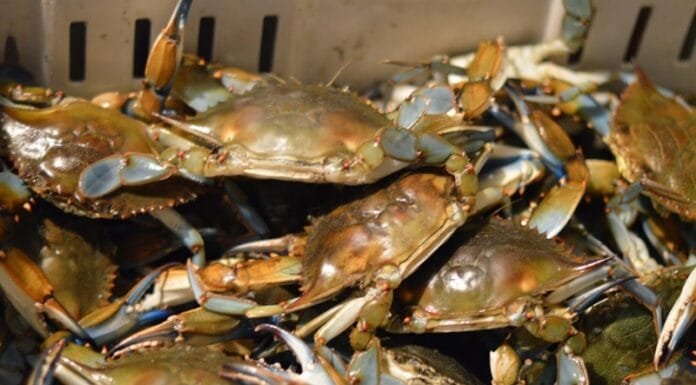 Sailing and Crabs: 24 Hours in Annapolis Day trip from DC Annapolis Crab