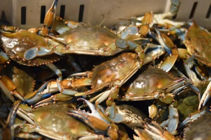 Day trip from DC Annapolis Crab