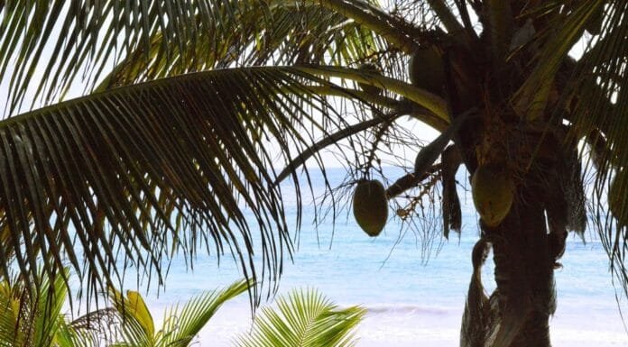 Eco-Chic Stay: Hotel Amoreira Tulum