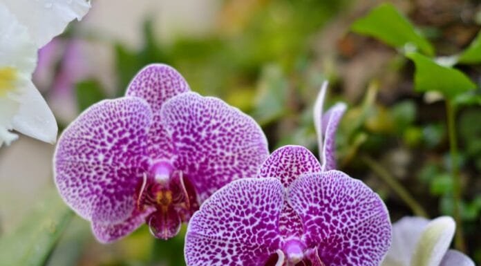 Holidays in Washington DC: United States Botanic Garden