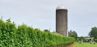 5 Day Trips from DC Day trip from DC Vineyards