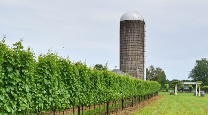 5 Day Trips from DC Day trip from DC Vineyards