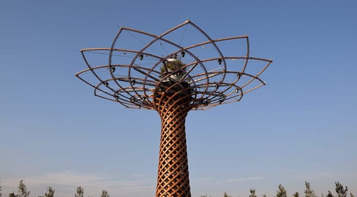 Exploring Expo Milano Expo Milano Tree of Life