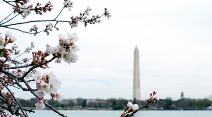 Washington, DC: On The Cherry Blossom Menu Cherry Blossom Menu