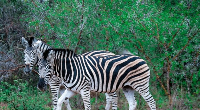 Explore: South African Escape