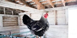 Exploring National Colonial Farm, Maryland