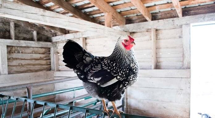 Exploring National Colonial Farm, Maryland