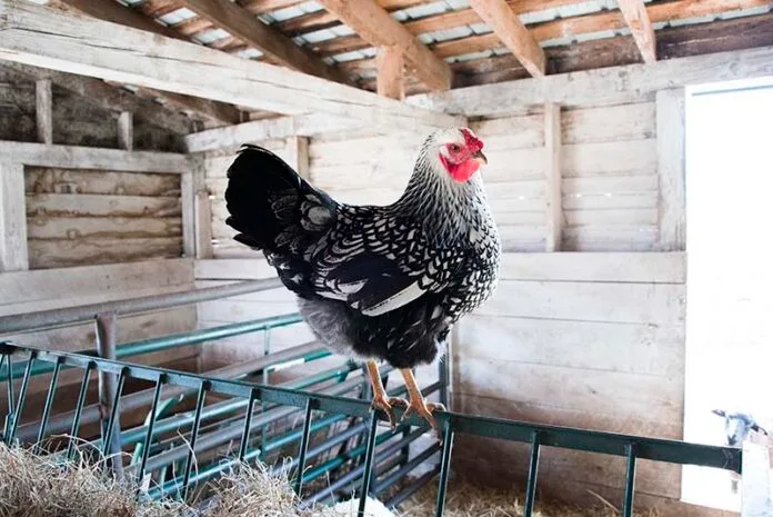Blog Colonial Farms Maryland Rooster