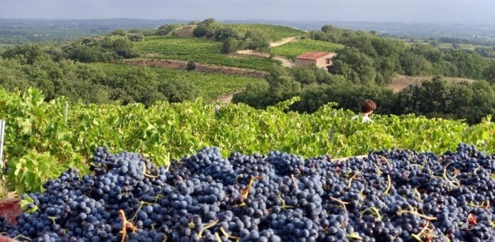 Wines of Roussillion
