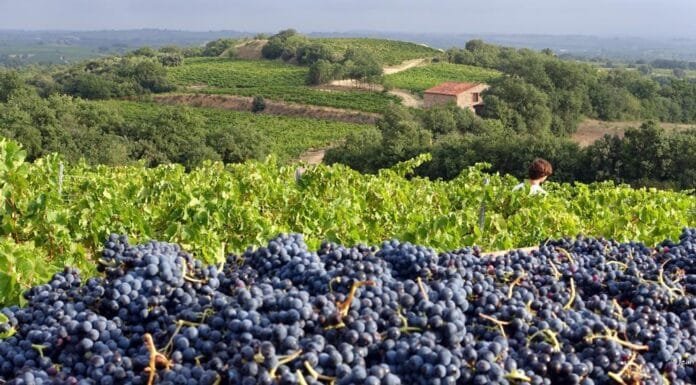 Interview: All about Wines of Roussillon Wines of Roussillion