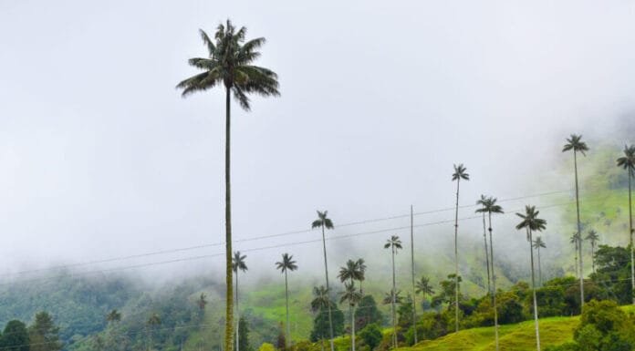 Visiting the Place that Inspired Encanto: Valle de Cocora in Colombia Valle de Cocora