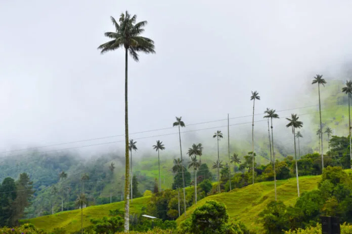 Valle de Cocora