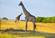 Dream Trip: Experience a safari in Chobe National Park, Botswana