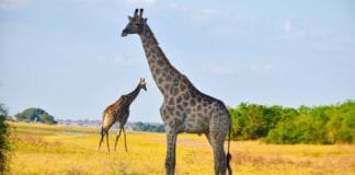 Dream Trip: Experience a safari in Chobe National Park, Botswana