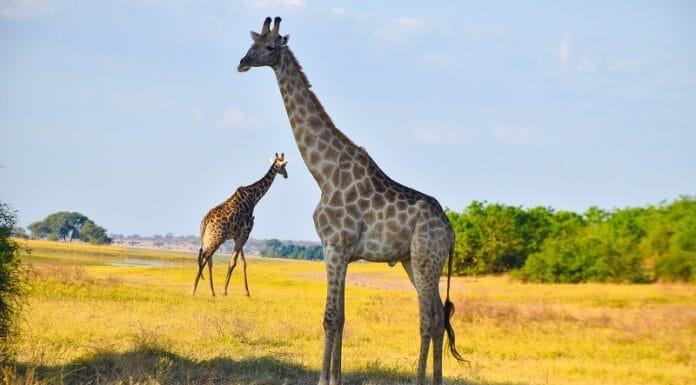 Dream Trip: Experience a safari in Chobe National Park, Botswana