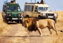 Experience the Wild Beauty of Kenya with Private Tours Big lion crossing the road at African savannah during a Kenya private tour