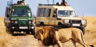 Experience the Wild Beauty of Kenya with Private Tours Big lion crossing the road at African savannah during a Kenya private tour