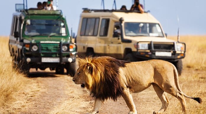 Experience the Wild Beauty of Kenya with Private Tours Big lion crossing the road at African savannah during a Kenya private tour